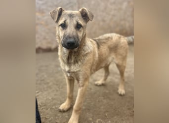 ⭐️Plisch⭐️, verschmuster Welpenmann, 8 Monate, 49 cm, Mischling, Tierschutz