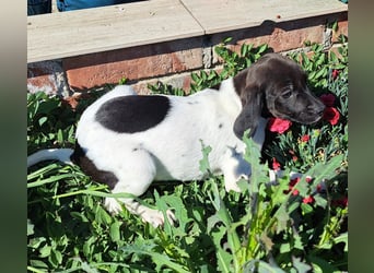 Hallie ist bald bereit ihr Für-immer-Zuhause