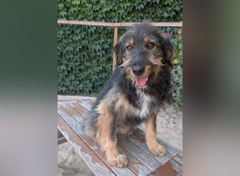 Menschenbezogener Benno wartet in Portugal auf seine Menschen!