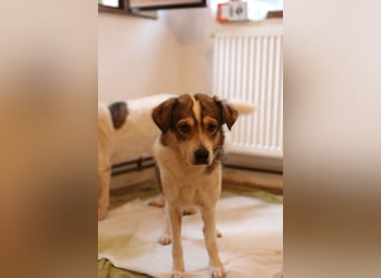 ⭐️TIMENTES⭐️, ganz charmante Hündin, 6 Jahre, 48 cm, Mischling, Tierschutz