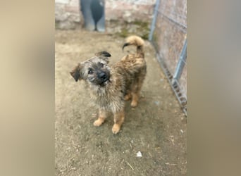 HEARTY, zuckersüßes Spielkind, 1 Jahr, 41 cm, Mischlingsmädchen, Tierschutz Rumänien