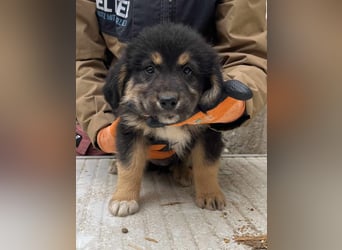 SALVA, kleine Entdeckerin, 3 Monate, 28 cm, Mischlingsmädchen, Tierschutz Rumänien