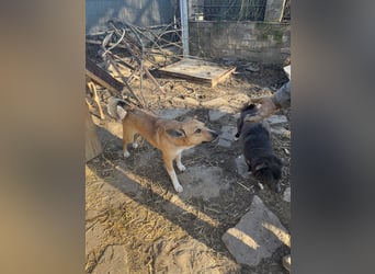 ⭐️Kimba⭐️, Frechdachs, Hündin, 3 Jahre, 45 cm, Mischling, Tierschutz