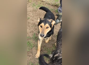 Kerubin, toller Hundemann