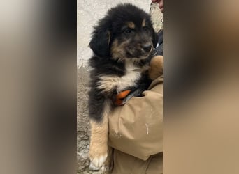 SALVA, kleine Entdeckerin, 3 Monate, 28 cm, Mischlingsmädchen, Tierschutz Rumänien