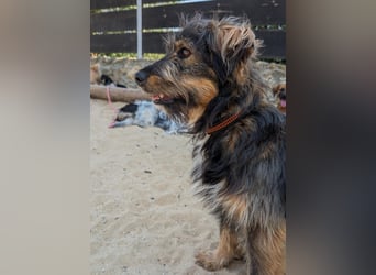 Menschenbezogener Benno wartet in Portugal auf seine Menschen!