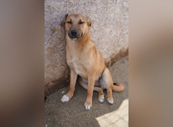 SILLIE, süßes Mischlingsmädchen, 9 Monate, 49 cm, Tierschutz Rumänien