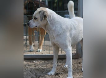 ⭐️CINDY⭐️, Hündin, 7,5 Jahre, 50 cm, Mischling, Tierschutz