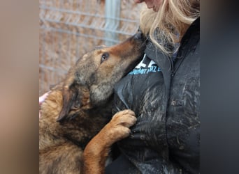 XORO, charmanter Goldschatz, 1,5 Jahre, 50 cm, Mischling, Tierschutz, Pflegestelle Hennef