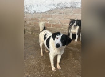 ⭐️SNOOPY⭐️, Spaßvogel und Spielkamerad, Rüde, 1 Jahr, 46cm, Mischling, Tierschutz