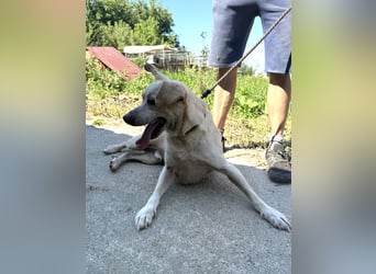 Pepe sucht großes Glück