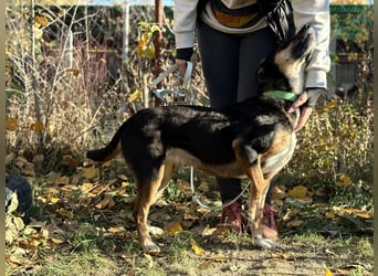 Hugi sucht einen Wegbegleiter