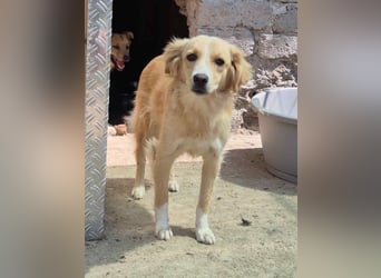 ⭐️SUNSHINE⭐️, Hündin, 2,5 Jahre, 42 cm, Mischling, Tierschutz