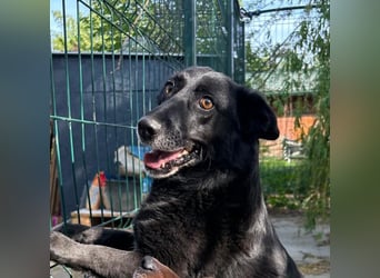 ⭐️TITA⭐️, liebevolle Hunde-Lady, 10 Jahre, 42 cm, Mischling, Tierschutz Rumänien