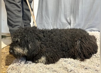 Samu möchte dir sein Herz schenken