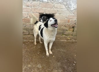 ⭐️SNOOPY⭐️, Spaßvogel und Spielkamerad, Rüde, 1 Jahr, 46cm, Mischling, Tierschutz
