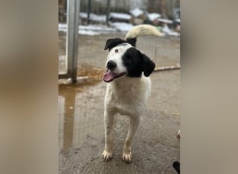 ⭐️SNOOPY⭐️, Spaßvogel und Spielkamerad, Rüde, 1 Jahr, 46cm, Mischling, Tierschutz
