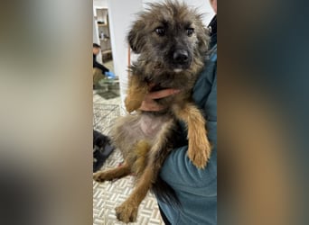 ⭐️Hearty⭐️, Herzensbrecherin, Hündin, 11 Monate, 38 cm, Mischling, Tierschutz