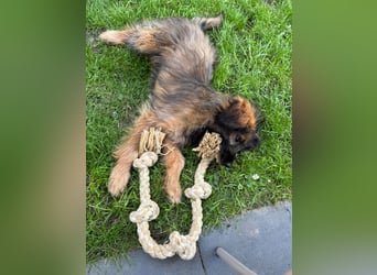 URSULET, süßer Frechdachs, 5 Monate, 28 cm, Pflegestelle Düsseldorf, Tierschutz Rumänien