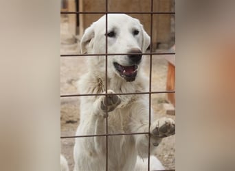 LOLA 2 vermisst ihre Schwester so sehr und möchte Rumänien ganz schnell verlassen