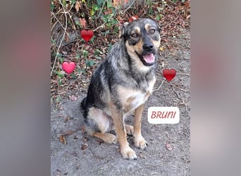 Bruni ist bereit für sein für-immer-Zuhause