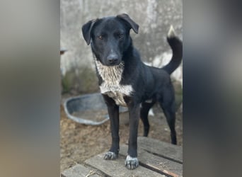 ⭐️SMOKY⭐️, sportlicher Rüde, 1 Jahr, 46 cm, Mischling, Tierschutz