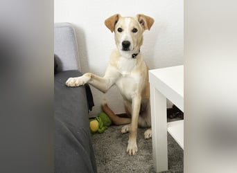 NURIAN, schüchterner Mischlingsjunge, 8 Monate, 45 cm, Pflegestelle 51503, Tierschutz Rumänien