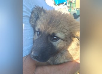 ⭐️JOHNS⭐️, putzmunterer Welpe, Rüde, 3 Monate, 25 cm, Mischling, Tierschutz