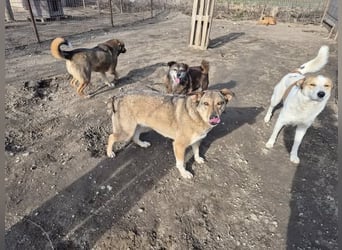 Hündin Bernstein stellt sich vor