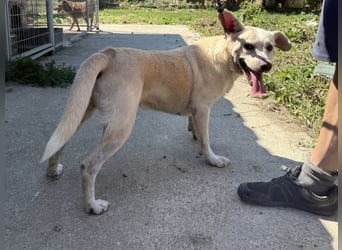 Pepe sucht großes Glück