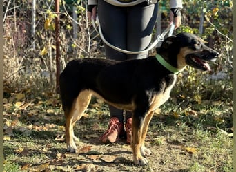 Hugi sucht einen Wegbegleiter