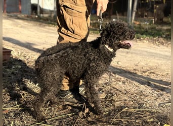 Felda - Sucht ihr Zuhause für immer!