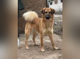 ⭐️DISSY⭐️, Hündin, 3 Jahre, 49 cm, Mischling, Tierschutz