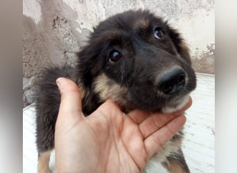 STELUTA, süßes Leckermäulchen, 3 Monate, 27 cm, Mischlingsmädchen, Tierschutz Rumänien