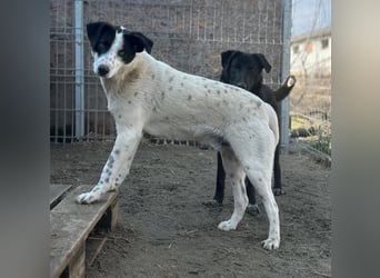 ⭐️SNOW⭐️, Herzensbrecher, Rüde, 1 Jahr, 46cm, Mischling, Tierschutz