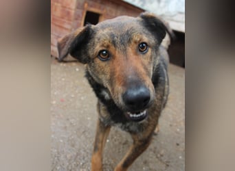 XORO, charmanter Goldschatz, 1,5 Jahre, 50 cm, Mischling, Tierschutz, Pflegestelle Hennef