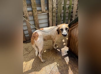 Bounty sucht ein zu Hause