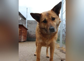 ⭐️FARINA⭐️, Hündin, 4,5 Jahre, 47 cm, Mischling, Tierschutz