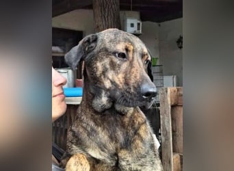 ⭐️ZICO⭐️, außergewöhnlicher Rüde, 4 Jahre, 48 cm, Mischling, Tierschutz Rumänien