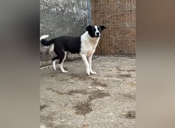 ⭐️PANDA⭐️, Rüde, 4 Jahre, 45 cm, Mischling, Tierschutz Rumänien