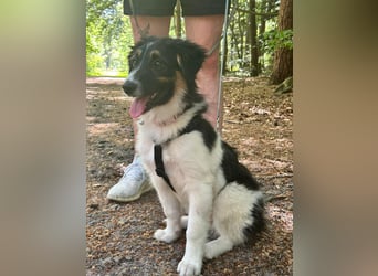 SARINA, Energiebündel, 4,5 Monate, 39 cm, Pflegestelle 26316, Mischlingsmädchen, Tierschutz Rumänien
