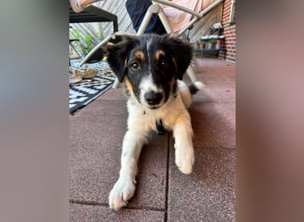 SARINA, Energiebündel, 4,5 Monate, 39 cm, Pflegestelle 26316, Mischlingsmädchen, Tierschutz Rumänien