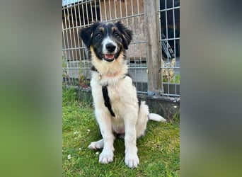 SARINA, Energiebündel, 4,5 Monate, 39 cm, Pflegestelle 26316, Mischlingsmädchen, Tierschutz Rumänien