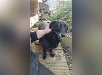 ⭐️TITA⭐️, liebevolle Hunde-Lady, 10 Jahre, 42 cm, Mischling, Tierschutz Rumänien