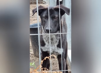 ⭐️SMOKY⭐️, sportlicher Rüde, 1 Jahr, 46 cm, Mischling, Tierschutz