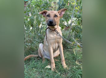 Vitold sucht sein Körbchen