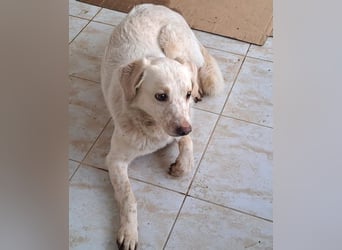 Ralf wartet seit 4 J. auf seine Ausreise aus Rumänien