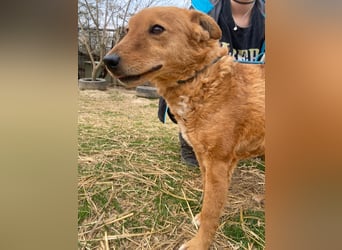 Kajla wartet auf sein Happy End