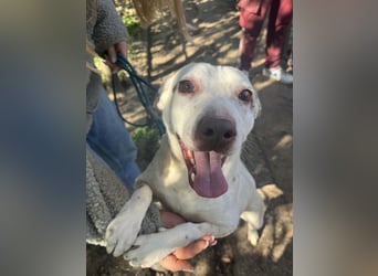 Ildike - hast du noch Platz im Herzen?