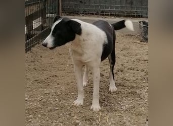 ⭐️PANDA⭐️, Rüde, 4 Jahre, 45 cm, Mischling, Tierschutz Rumänien